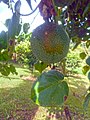 Green fruit of the granadilla