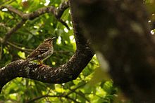 Pied thrush