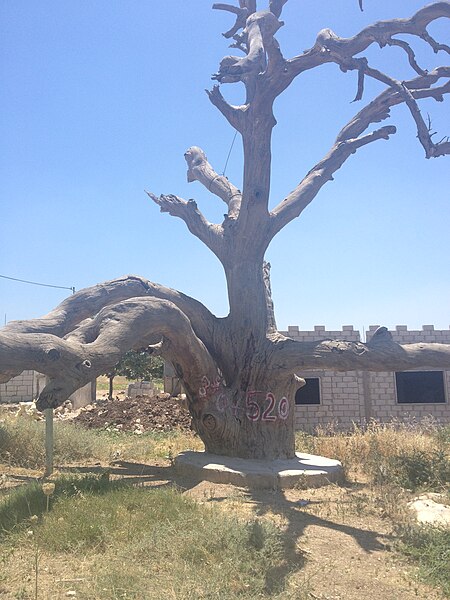 File:Qainousy Tree 03.JPG