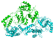 Ribbon diagram of HIV reverse transcriptase