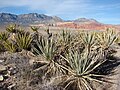 Yucca baccata var. baccata