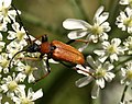 Stictoleptura rubra (Linnaeus, 1758) ♀