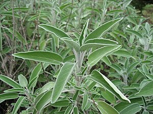 Salvia officinalis.