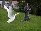 Seite 15: File:The_swan_attacks_man.Hokkaido-toyako,人を襲う洞爺湖の白鳥P6200258モザイク.jpg Autor: User:松岡明芳 Lizenz: GNU 1.2+, CC BY-SA 3.0