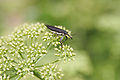 Belida ignota (fortasse Rhinotia), ex Australia