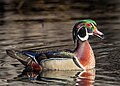 Image 44Wood duck drake vocalizing in Central Park