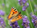 Aglais urticae