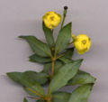 Berberis gagnepainii, flower detail (flowers 7 mm (0.28 in) diameter).