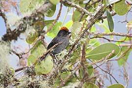 Cusco Brush-Finch (Atlapetes canigenis).jpg