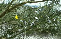 Cytisus striatus