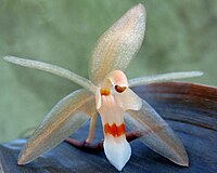 Coelogyne incrassata