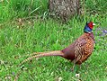 Common pheasant