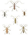 Longhorn beetles