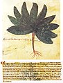 Pseudo-Diosk. de herb. fem. 6. Jahrhundert