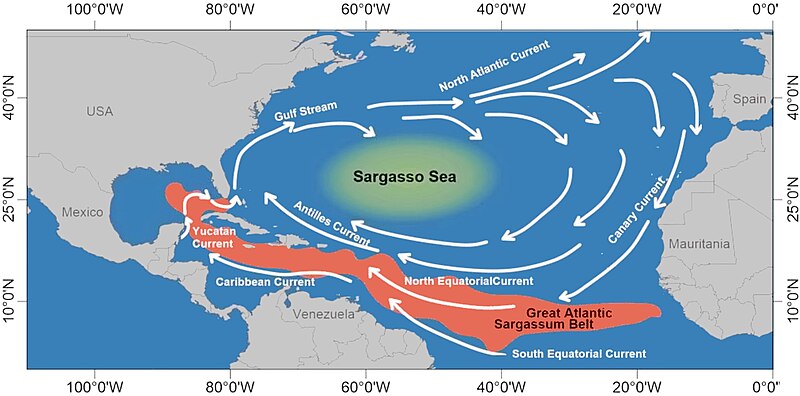 File:Great Atlantic Sargassum Belt 2.jpg