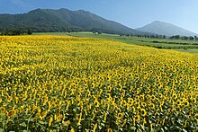 ひるぜんジャージーランドのヒマワリ畑（岡山県真庭市）