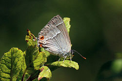 Femia Whitecross Green Wood, Oxfordshire