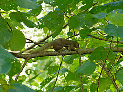 Callosciurus notatus Parc national du Gunung Mulu, Sarawak