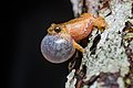 Image 15 Raorchestes parvulus Photograph credit: Rushenb Raorchestes parvulus is a small bush frog native to tropical southeastern Asia. Although the reproductive strategy of this species has not been studied, members of the family typically make a foam nest while mating in vegetation overhanging a stream. They create the foam by beating their legs, and the eggs are deposited into the nest and covered with seminal fluid before the foam hardens into a protective casing. When the eggs hatch, the young push their way out of the nest and fall into the water below. This picture shows a male R. parvulus frog, photographed in Phu Kradueng National Park, Thailand, calling by inflating its vocal sac. More selected pictures