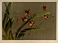 Cyrtochilum loxense (as syn. Oncidium loxense) plate 54 in: Frederick Sander: Reichenbachia II second series (1894)