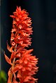 Stenorrhynchos speciosum