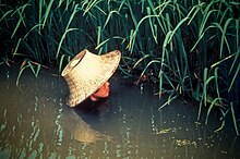 Un agricoltore che ispeziona un raccolto di riso in acque profonde.