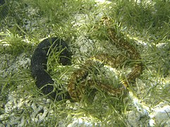 Une Holothuria leucospilota (noire, ordre Holothuriida) et une Synapta maculata (brune, ordre Apodida) à La Réunion.