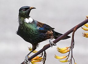 Tuihonigfresser auf kōwhai