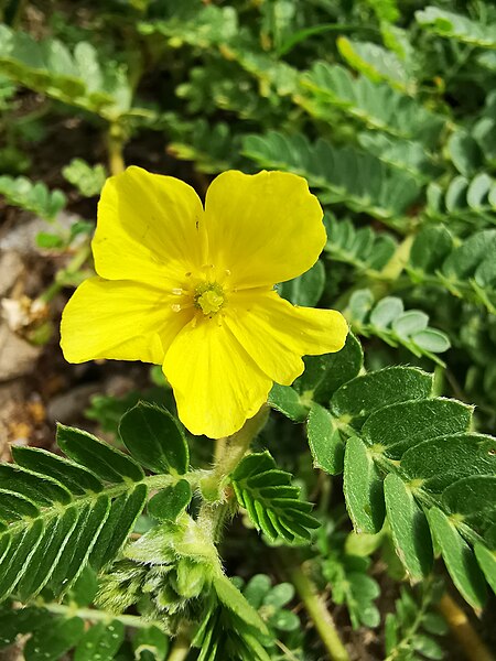 File:Tribulus cistoides.jpg