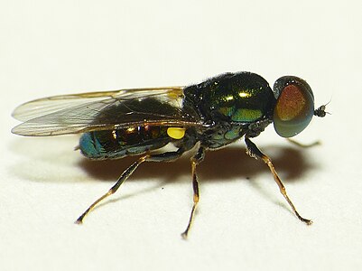 Groene glimwapenvlieg Microchrysa polita