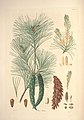 Pinus strobus петоигличасти бор
