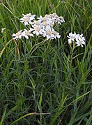 Sumpf-Schafgarbe (Achillea ptarmica)