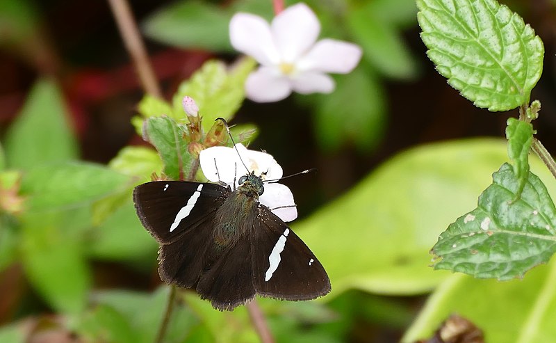 File:Broad-banded Skipper (Autochton neis) (40025568522).jpg