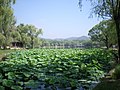 A pond of lotuses