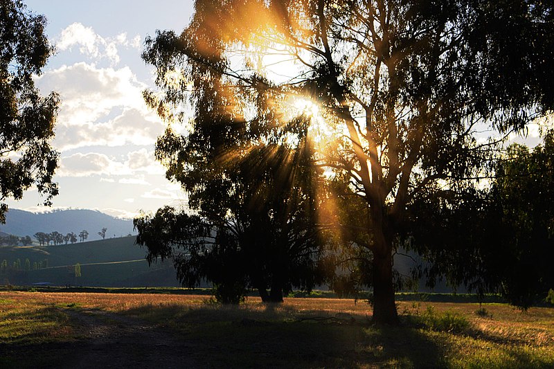 File:Dust sunbeams through tree.jpg