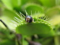 blomsterflue fanget i en Dionaea-art.