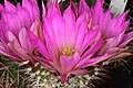 Echinocereus chisoensis