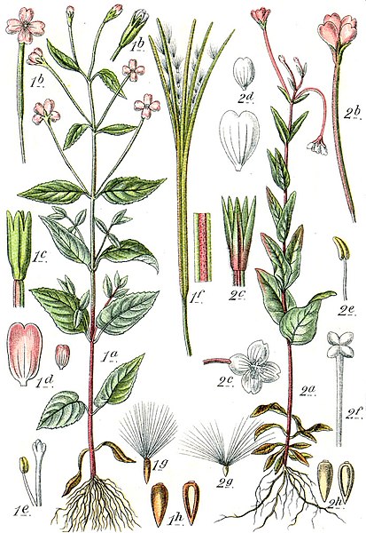 File:Epilobium spp Sturm38.jpg