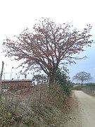 Erythrina 20200101172208.jpg