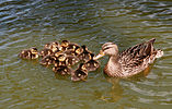 Seite 13: File:Female_Mallard_with_ducklings.jpg Autor: Brocken Inaglory (=User:Mbz1)* Lizenz: GNU 1.2+, CC BY-SA 3.0