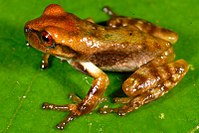 Gastrotheca antoniiochoai