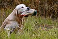 Golden Retriever bei der Dummyarbeit