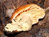 Hygrocybe austropratensis