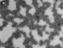 Crystal structure of Brome mosaic virus