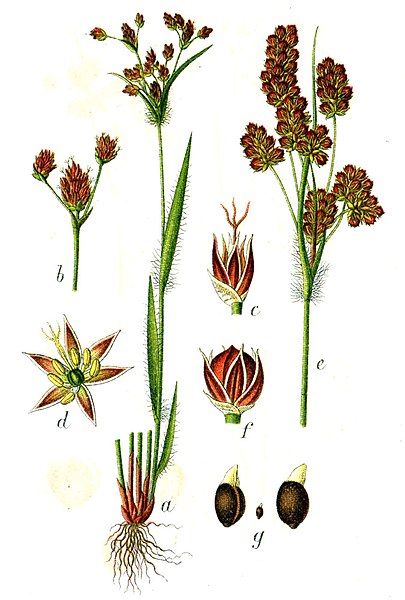 File:Luzula multiflora Sturm24.jpg