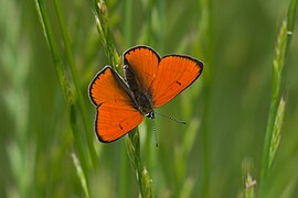 Lycaena dispar Bytom.jpg