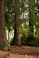 * Nomination: Lake Wilderness Park in Maple Valley, Washington. --Roc0ast3r 22:57, 4 November 2024 (UTC) * * Review needed