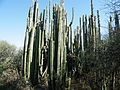 Plants growing in Tequisquiapan, Querétaro