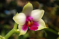 Phalaenopsis bellina