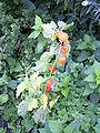 Alkekengi (Physalis alkekengi)